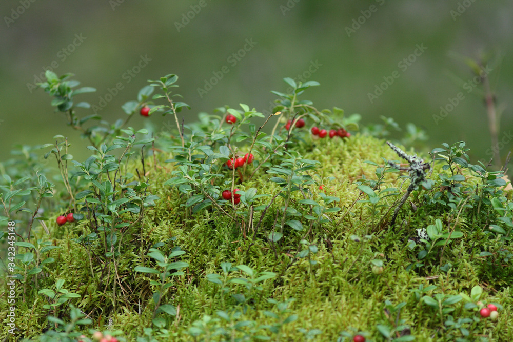 red ripe lingonberries in forest red ripe lingonberries in forest