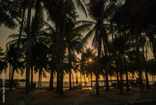 Beach view with chairs  umbrellas and coconut trees