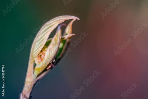 macro green sprout on blurred pink background