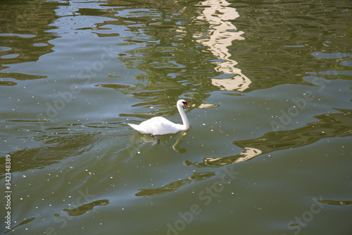 nahansicht auf einen schwan auf dem neckar in heidelberg deutschland