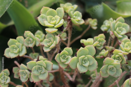 Kaktus Pflanze Grün 