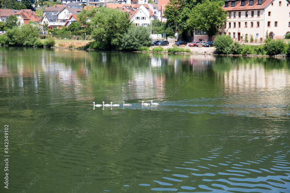 blick auf eine schwanfamilie auf dem neckar schwimmend in heidelberg deutschland blick auf eine schwanfamilie auf dem neckar schwimmend in heidelberg deutschland