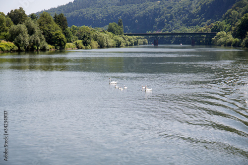 Photos weitblick über den neckar und auf eine schwanfamilie in heidelberg deutschland