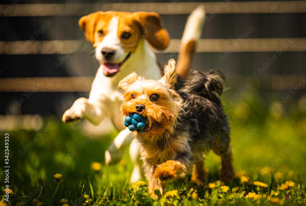 Cute Yorkshire Terrier dog running with beagle dog on gras on sunny day. Cute Yorkshire Terrier dog running with beagle dog on gras on sunny day.