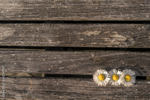 three daisies laying on an old textured wooden table. landscape format