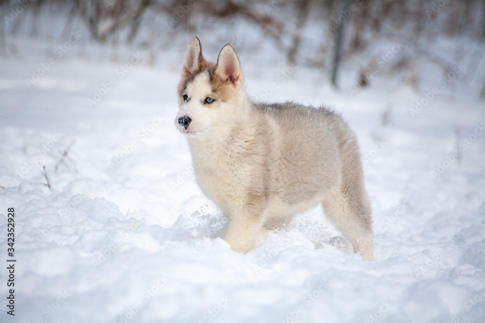 siberian husky welpe im schnee
