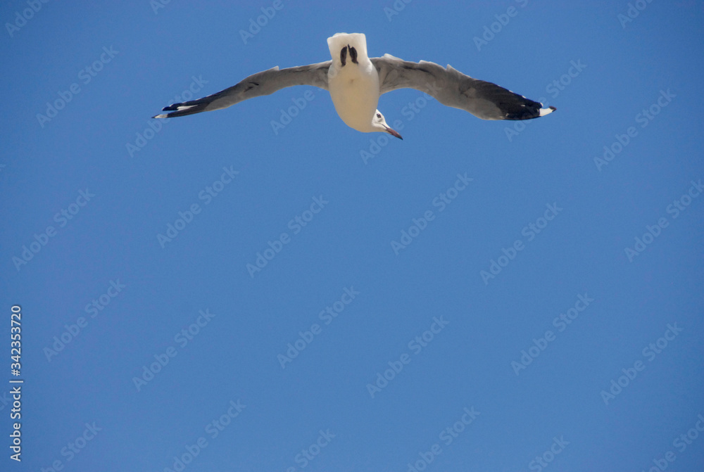 Low angle of seagull against blue sky, Hout Bay, South Africa Low angle of seagull against blue sky, Hout Bay, South Africa
