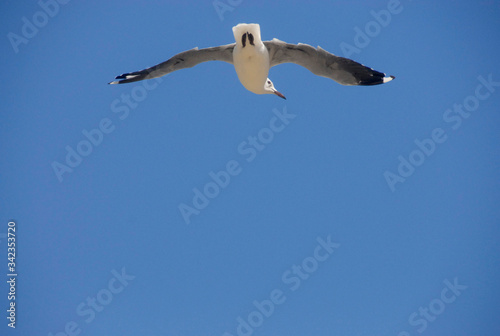 Low angle of seagull against blue sky  Hout Bay  South Africa