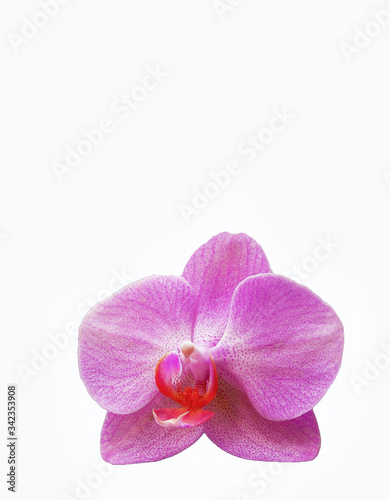 Pink orchid with small specks on a white background