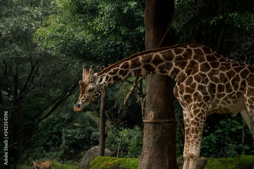 Photography Giraffe on a Safari