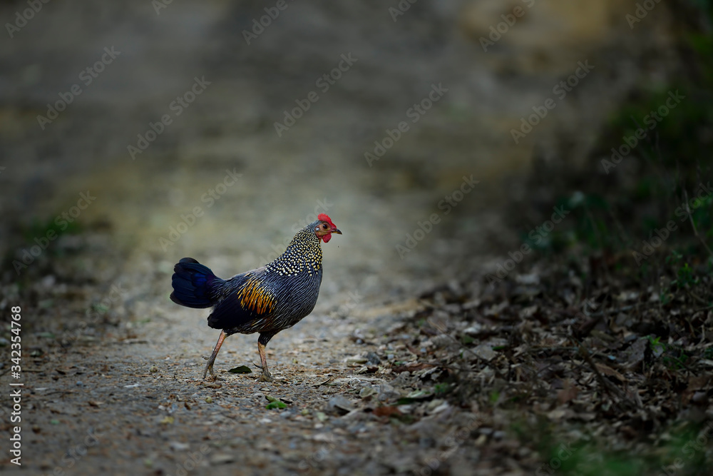 Obraz premium Jungle Fowl