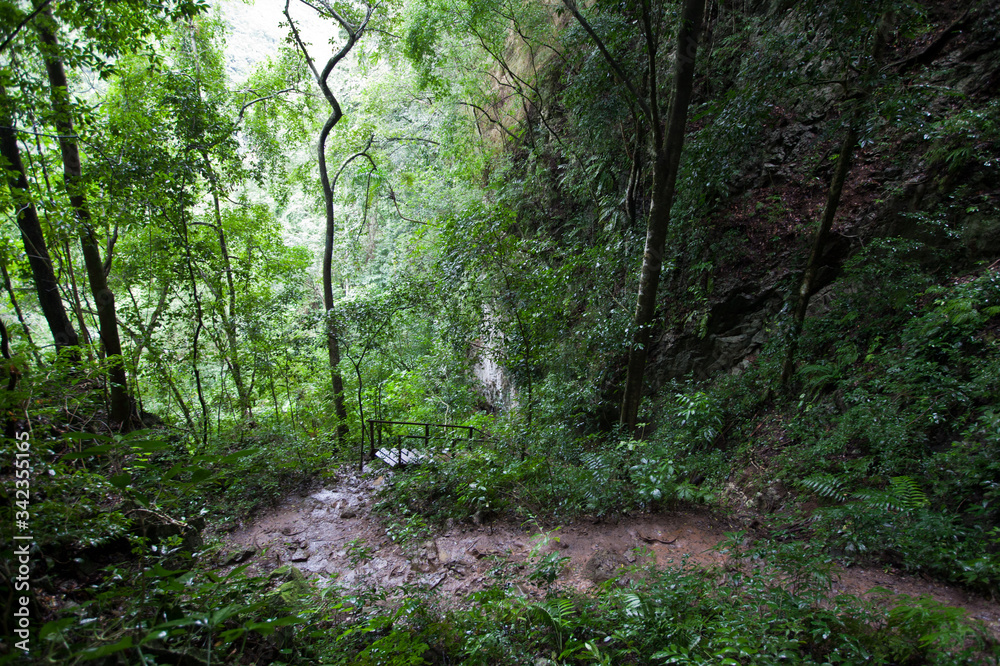 muddy pathway in dense tropic jungle trekking path lush green foliage muddy pathway in dense tropic jungle trekking path lush green foliage