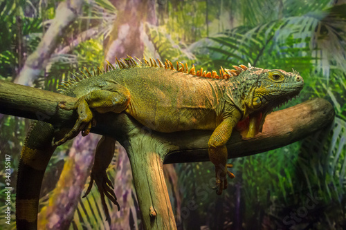 Green iguana in Moscow zoo.