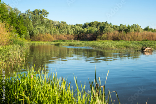 a warm summer day on the banks of a river overgrown with reeds