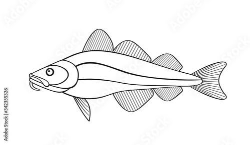 Atlantic cod outline.  Isolated cod on white background
