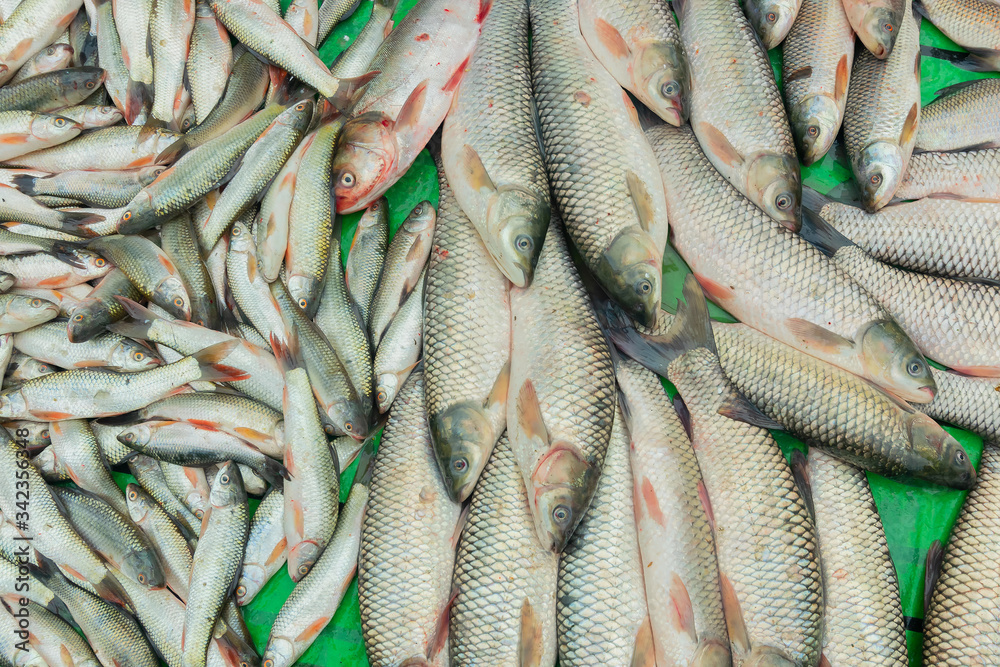 Obraz premium Fishes for sale, Kolkata, West Bengal, India