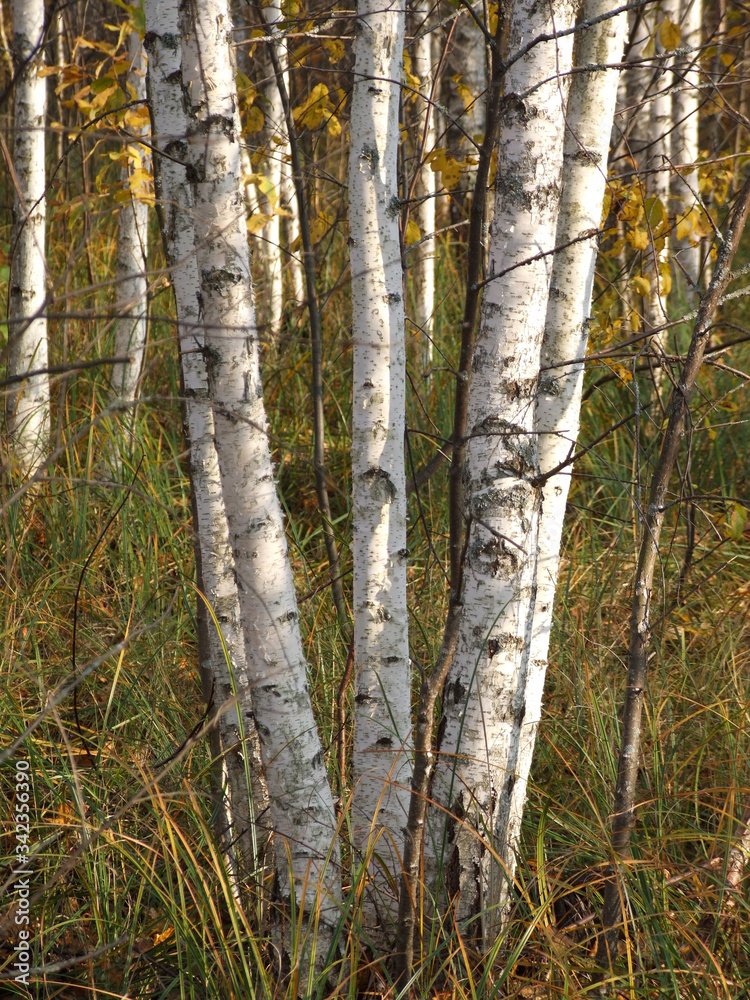 Autumnal forest: a composition called Autumnal forest: a composition called