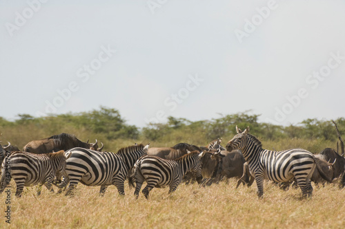 Zebra   Wildebeest  Maasai Mara  Kenya