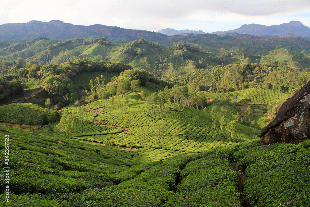 tea plantation in india