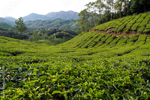 tea plantation in india