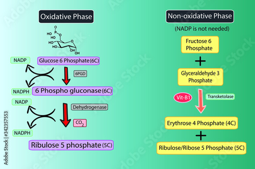 Glucose-6-Phosphate Dehydrogenase, G6PD pathway, Deficiency concept illustration. photo