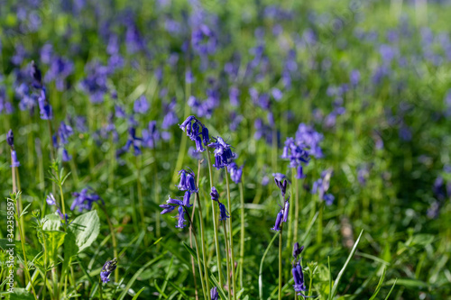 Bluebells  Hyacinthoides non-scripta  in woodland in spring sunshine