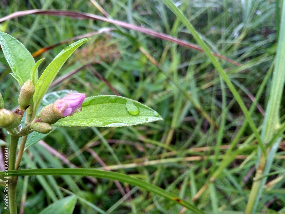 Rhodomyrtus tomentosa ( rose myrtle or kemunting)