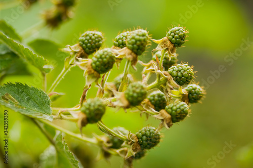 Natural food - green blackberries in a garden. Bunch of unripe blackberry fruit - Rubus fruticosus - on branch with green leaves on a farm. Close-up  blurred background