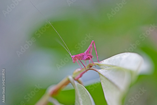 Pink grasshopper on green leave