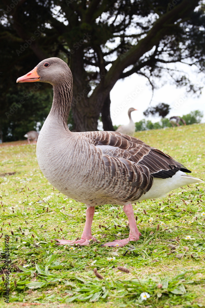 Greylag Goose standing on some grass in front of some trees. Greylag Goose standing on some grass in front of some trees.