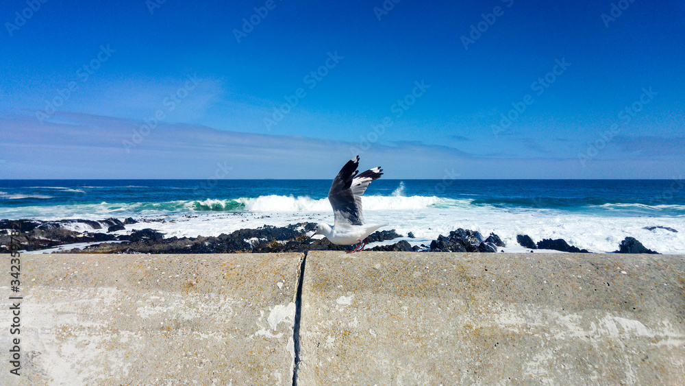 Fototapeta premium Lone seagull standing on cement wall, Cape Town, South Africa