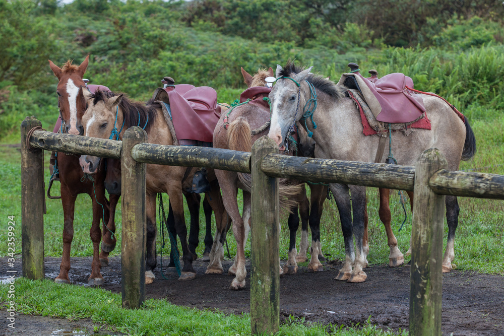 Horses staying waiting for tourists horse tour green hills Horses staying waiting for tourists horse tour green hills