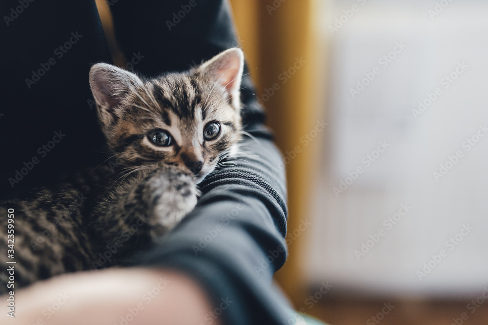 Naklejka premium zwierzak, domowych, kociak, kot, pupil, oczy, tygrys, dachowiec, kochany, słodki, maleńki, life style, dom, zabawa, czułość, głaskanie, śpiący kot, kły, pazurki, właściciel, pet, domestic, kitten, cat