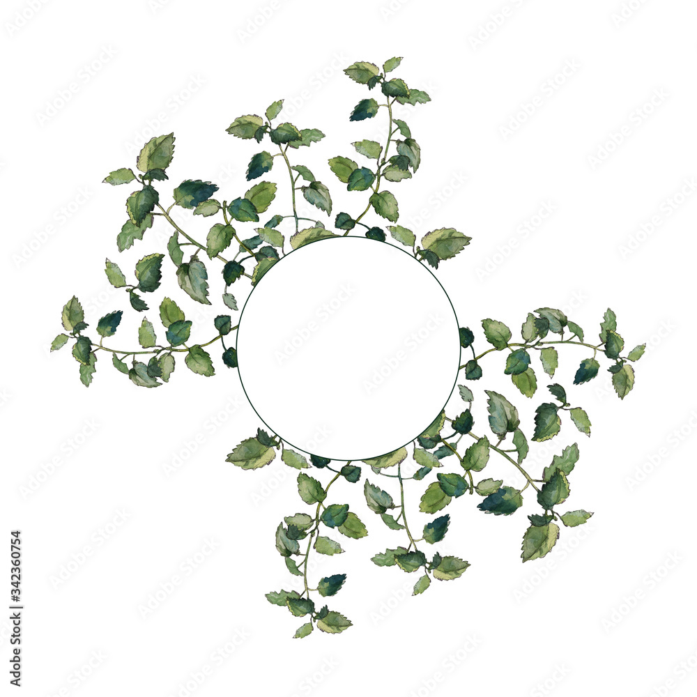 Round ornamental design of lemon balm twigs and leaves, isolated on white. Melissa officinalis asymmetric foliage wreath. Herbal graphic element for invitations, cards and texts. Watercolour illustrat Round ornamental design of lemon balm twigs and leaves, isolated on white. Melissa officinalis asymmetric foliage wreath. Herbal graphic element for invitations, cards and texts. Watercolour illustrat