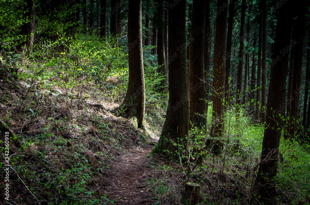 Fototapeta premium 巨大な木の森