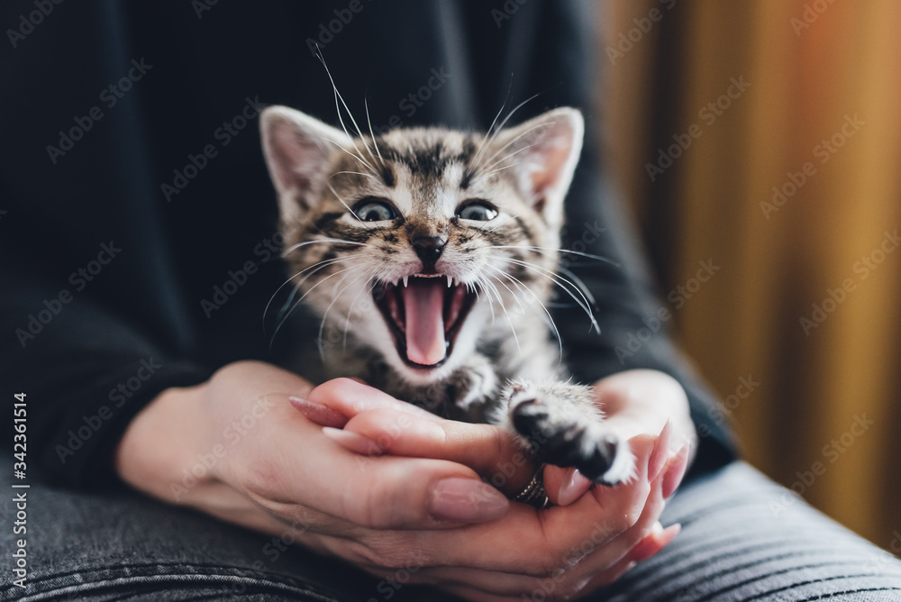 Naklejka premium zwierzak, domowych, kociak, kot, pupil, oczy, tygrys, dachowiec, kochany, słodki, maleńki, life style, dom, zabawa, czułość, głaskanie, śpiący kot, kły, pazurki, właściciel, pet, domestic, kitten, cat