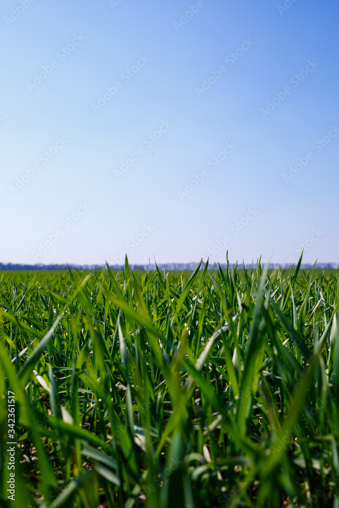 A green field on which grass grows in the background is a steeper sky. Agricultural landscape in the summer. Grass close up A green field on which grass grows in the background is a steeper sky. Agricultural landscape in the summer. Grass close up