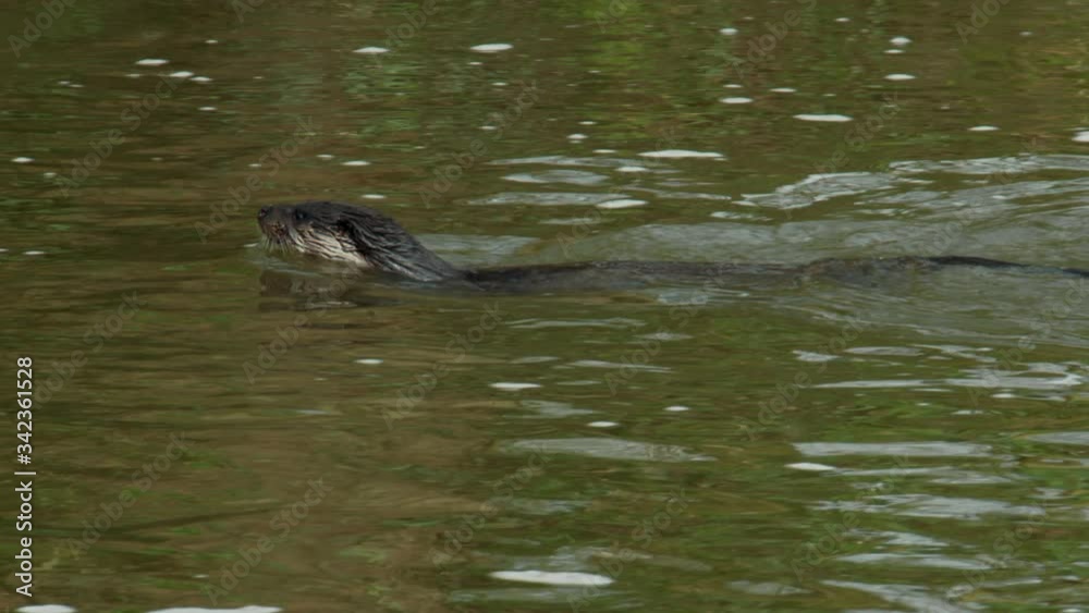 Eurasian otter (Lutra lutra) feeding and swimming in river, Blandford Forum, Dorset, UK Eurasian otter (Lutra lutra) feeding and swimming in river, Blandford Forum, Dorset, UK