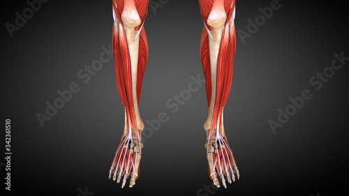 3D Illustration Human Muscle Anatomy For Medical Concept