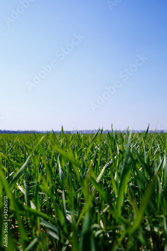 A green field on which grass grows in the background is a steeper sky. Agricultural landscape in the summer. Grass close up
