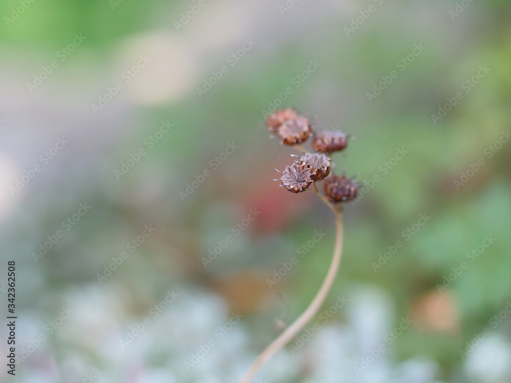 Seedhead Seedhead