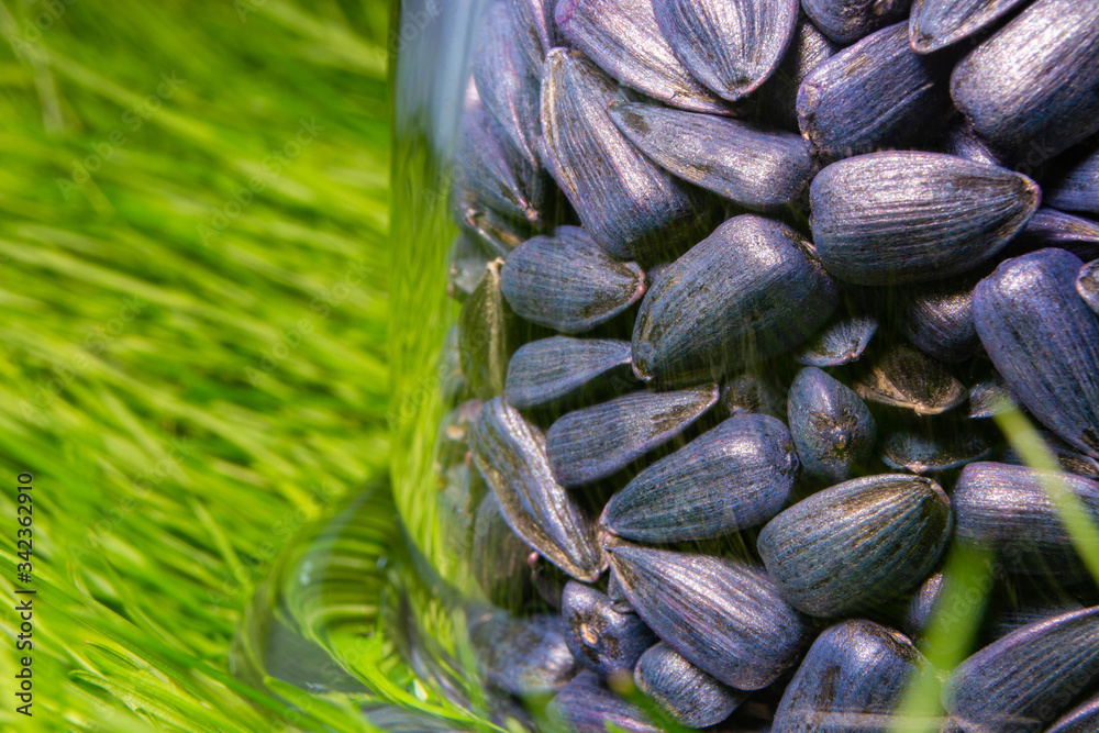 pickled sunflower seeds for sowing in a glass container pickled sunflower seeds for sowing in a glass container