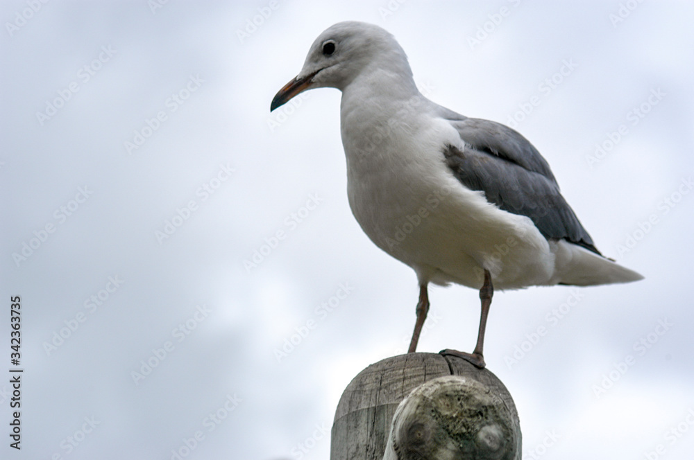 Seagulls in Hout Bay, South Africa Seagulls in Hout Bay, South Africa