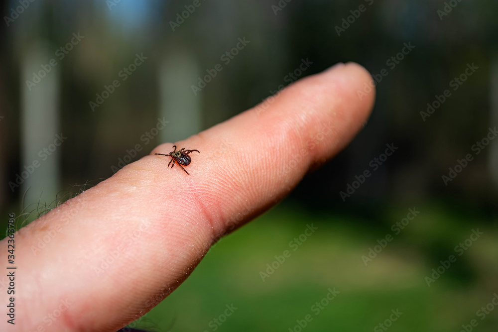 tick on human skin on the background of the forest