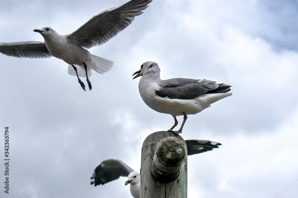 Seagulls in Hout Bay, South Africa Seagulls in Hout Bay, South Africa