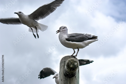 Seagulls in Hout Bay, South Africa