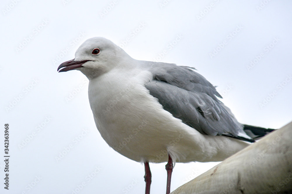 Fototapeta premium Seagulls in Hout Bay, South Africa