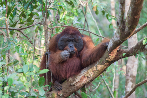 Orangutan on the tree lush foliage rainforest jungles East Kalimantan Tanjung Puting national park © Katya Tsvetkova 