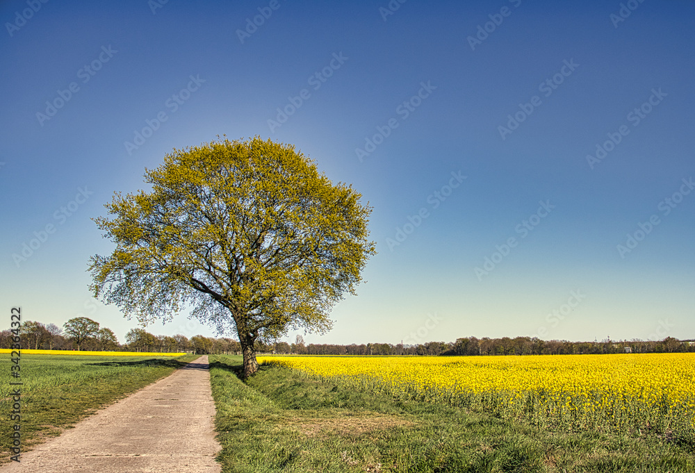 Fototapeta premium einsamer Baum