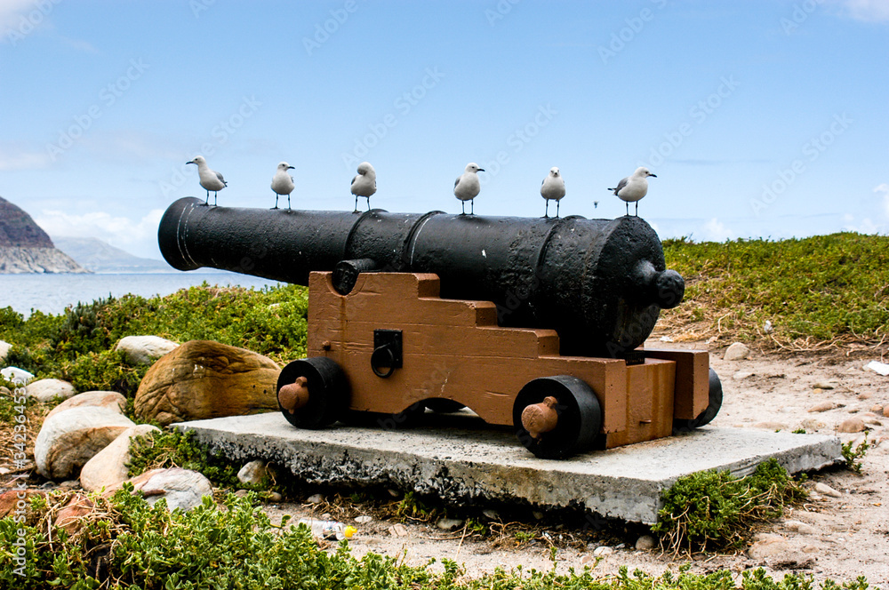 Seagulls in Hout Bay, South Africa